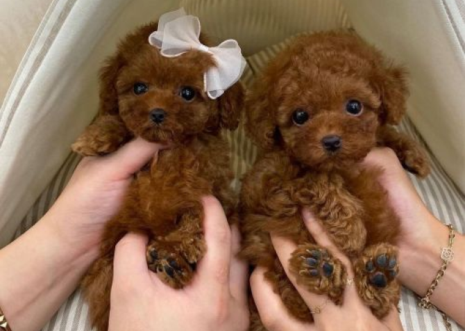 TOY POODLE YAVRULAR